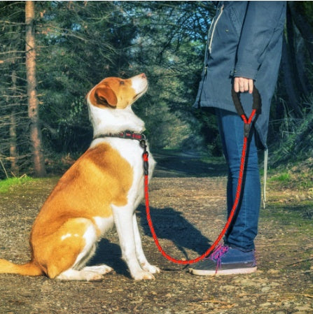 Reflective Nylon Dog Leash — For Small, Medium & Large Dogs